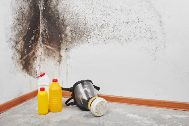 Professional Mold Inspection, Removal & Remediation in Hybla Valley, VA